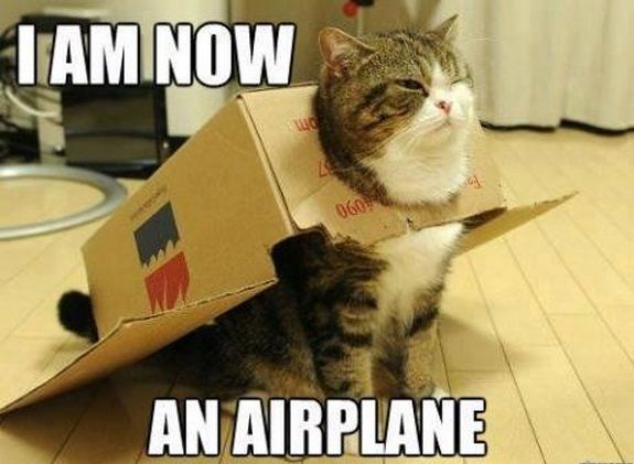 Top 30 Funny Cat Memes -Hilarious
