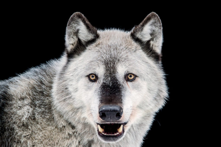 Gray Wolf Alaska Zoo - Joel Sartore