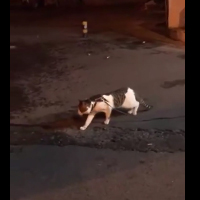 This dog saves this cat