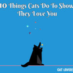 How Cats Show Love
