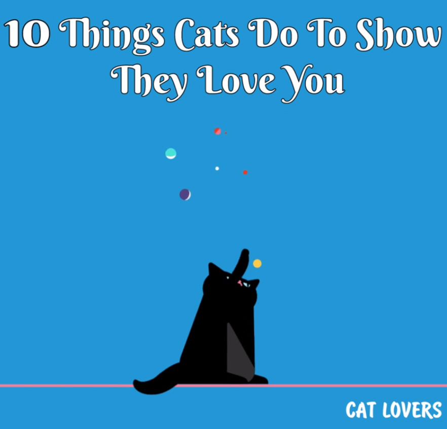 How Cats Show Love
