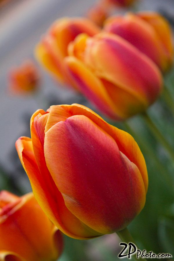 Chicago Tulips