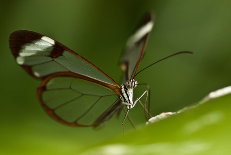 Glasswin Butterfly with Transparent Wings
