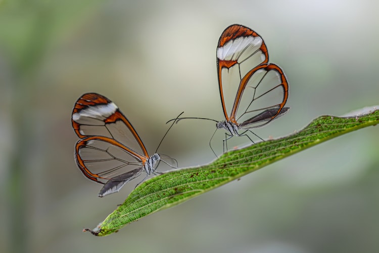 Glasswin Butterfly with Transparent Wings