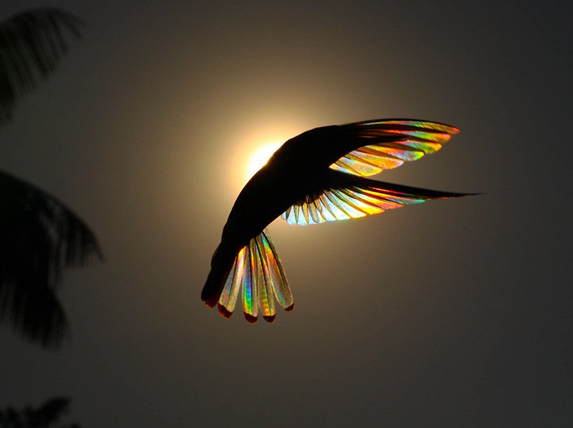 Christian Spencer - Rainbows hummingbird wings 2