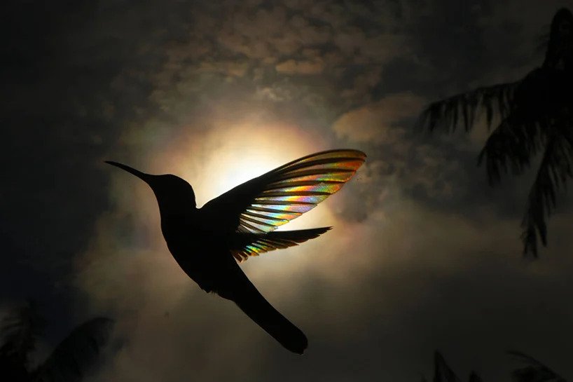 Christian Spencer - Rainbows hummingbird wings 3