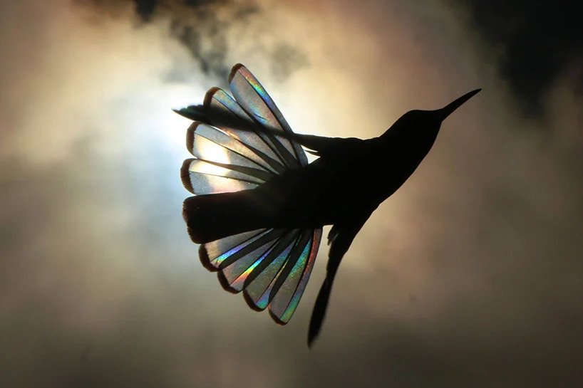 Christian Spencer - Rainbows hummingbird wings 4
