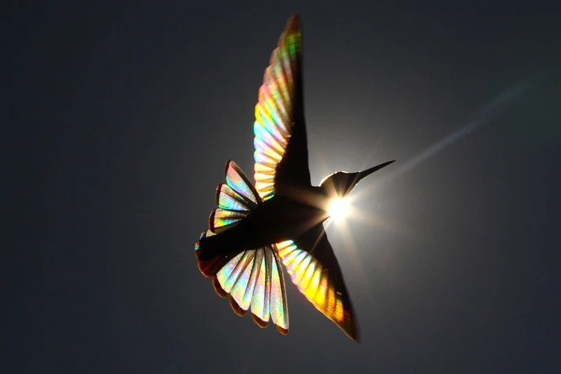 Christian Spencer - Rainbows hummingbird wings 5