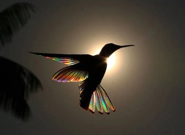 Christian Spencer - Rainbows hummingbird wings 7