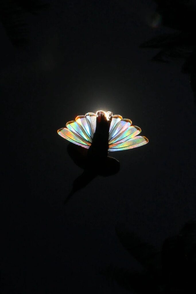 Christian Spencer - Rainbows hummingbird wings 8
