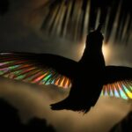 Christian Spencer - Rainbows hummingbird wings 1800