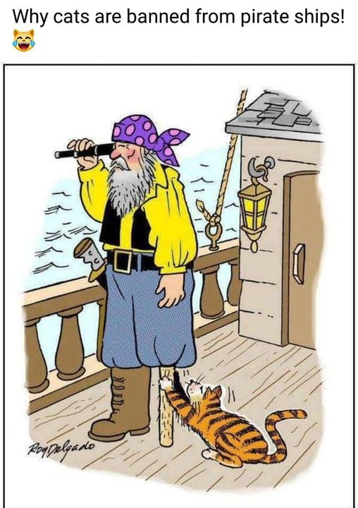 Why Cats Are Banned On The Ship