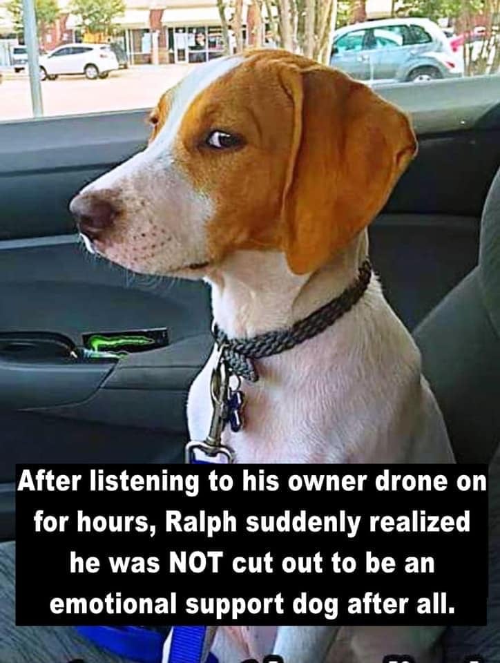 Ralph, the support dog