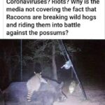 Corona Vrius - Raccon's Riding Howgs