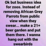 Swear Parrots