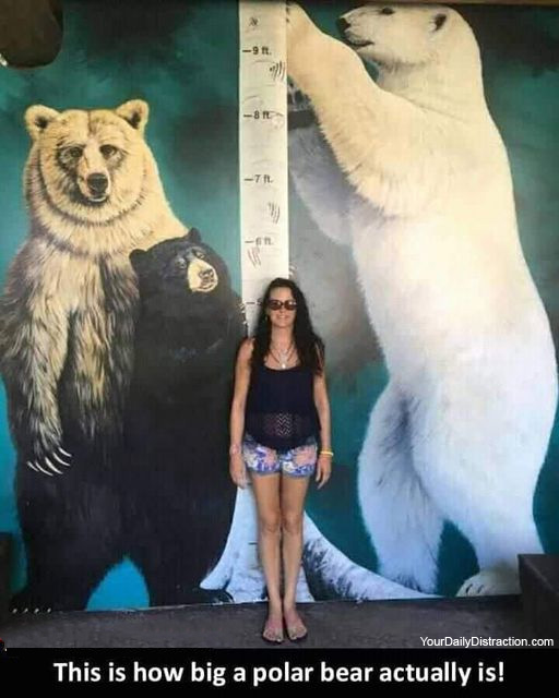 Polar Bear - Almost 9 Foot Tall?